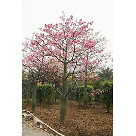 Mua Cây mỹ nhân  cây hoa mỹ nhân  hoa đẹp như tên gọi  cây giống cam kết chất lượng