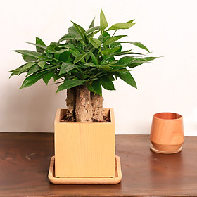 Mua Chậu cây Kim ngân 3 thân thanh lọc không khí  sinh tài lộc giữ của cải  hợp với người mệnh Mộc và mệnh Hoả | THE FISH SIZE L | The Fish Design (trang trí trong nhà  để bàn làm việc ...)
