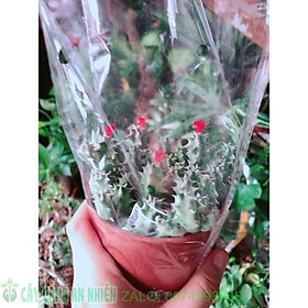 Mua Xương Rồng