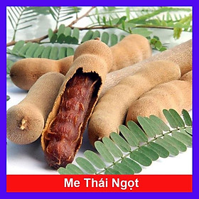 Cây Me Thái Ngọt - cây ăn quả + tặng phân bón cho cây