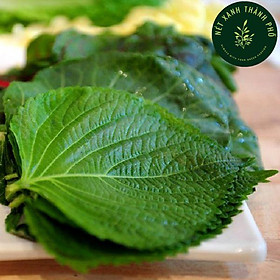 Mua Hạt giống Lá Vừng (Lá Mè) Hàn Quốc  rau cuốn thịt nướng