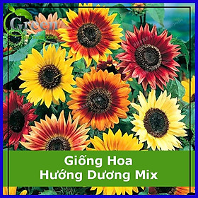 Hạt Giống Hoa Hướng Dương Nhiều Màu Mix (30 Hạt)