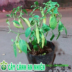 Mua Bụi Ớt Sừng Lớn
