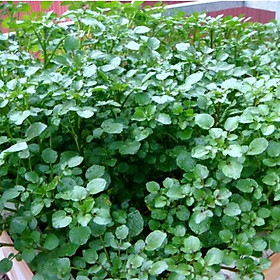 Mua Hạt giống xà lách xoong Mỹ VTS41