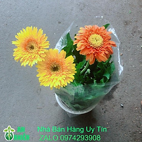 Hoa Đồng Tiền Size Lớn