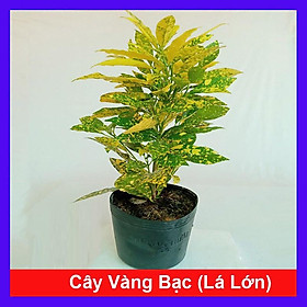 Hình ảnh Cây Vàng Bạc Lá Lớn - Cây cảnh trang trí + Tặng phân bón cho cây mau lớn