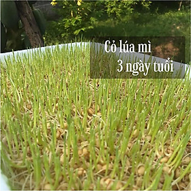 Mua Hạt giống cỏ lúa mì  lúa mạch 500g - cỏ chó mèo kích thích tiêu hóa  giàu dinh dưỡng