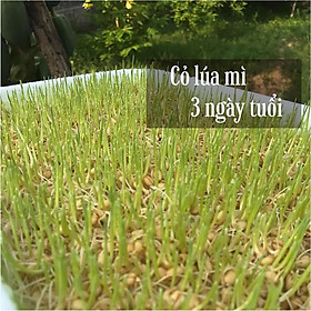 Hạt giống cỏ lúa mì, lúa mạch 500g - cỏ chó mèo kích thích tiêu hóa, giàu dinh dưỡng