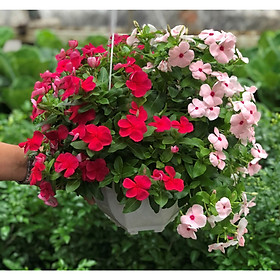 Mua Chậu hoa dừa cạn siêu bông DC12 trồng nơi có nhiều nắng