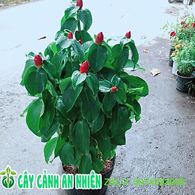 Mua Cây Phúc Lộ