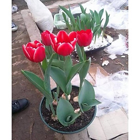 Bộ 5 củ giống hoa tulip hoa màu đỏ