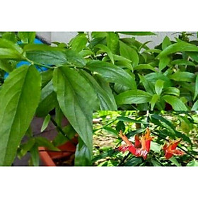 Mua 15 Cây giống bìm bịp - Mảnh Cọng - Xương Khỉ