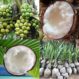 Mua Cây giống dừa sáp ( đặc sản TRÀ VINH - đắt nhất trong các loại dừa )