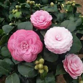 Mua Cây Hoa Trà Mi Tuyệt Đẹp  To  Cây Lớn từ 50-70cm  Có Nụ Sẵn  Trồng 2 Tuần Sẽ Nở Hoa