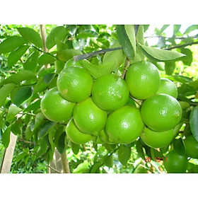 Mua Cây giống chanh tứ quý RA QUẢ 4 MÙA + Tặng 01 cây dâu da đất( bòn bon)