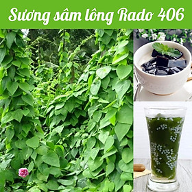 Hạt giống sương sâm lông - Dễ trồng
