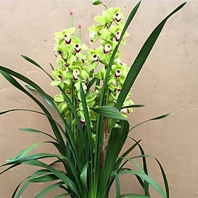 Mua củ giống hoa đia lan san to màu xanh-1 củ-ÁDFG