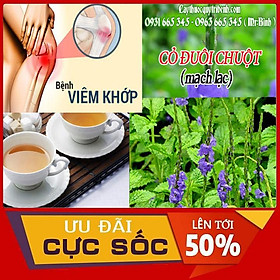 CHUẨN Cây Cỏ Đuôi Chuột
