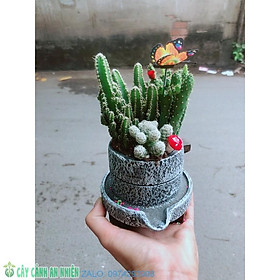 Mua Chậu Cây Xương Rồng Tiểu Cảnh