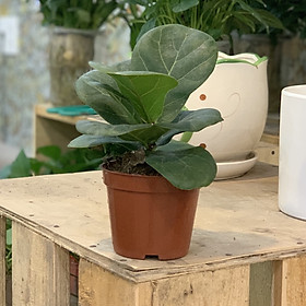Cây Bàng mini để bàn (Cây & chậu nhựa)