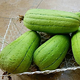 Hạt Giống Mướp Đài Loan