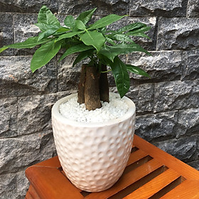 Chậu Cây Kim Ngân 3 Gốc