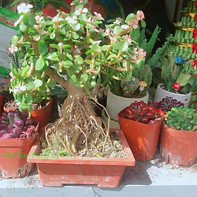 Mua Cây Cành Vàng Lá Ngọc Dáng Cổ Thụ