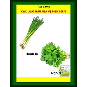 Mua Combo Các Loại Rau Gia Vị (Hành Lá  Ngò Rí  Thì Là  Ngò Gai)