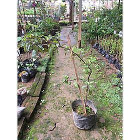 Mua Hương nhu tía – Cây giống chuẩn gửi cây trong bầu