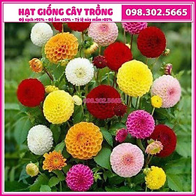Hạt giống hoa cúc thược dược, cúc đại lý tổ ong mix nhiều màu ngẫu nhiên - gói 30 hạt