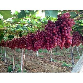Mua Cây Giống Nho Ninh Thuận Trái Đỏ To