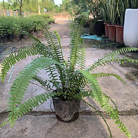 Cây Đuôi Công Xanh cao 20-25cm, cây phong thuỷ để bàn có sức sống bền đẹp, trồng để bàn, trang trí nhà cửa và decor cafe