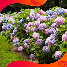 02 Gói Hạt Giống Hoa Cẩm Tú Cầu - Nảy Mầm Cực Chuẩn