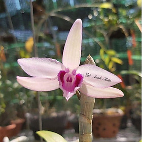 Mua Chậu giả hạc nù taly( 20-35CM)