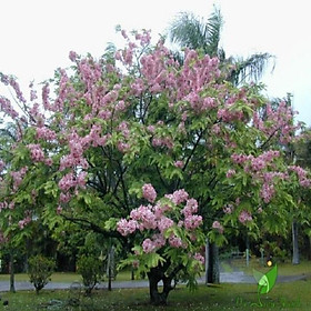 Mua Cây Giống Muồng Hoa Đào - Hoa siêu đẹp