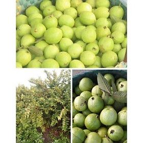Mua Cây giống ổi găng đông dư   cây đẹp  giống chuẩn