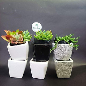 Chậu sứ trồng sen đá, xương rồng - chậu vuông vát mini