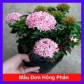 Cây Mẫu Đơn Hồng Phấn ( Bông Trang Hồng Phấn ) - Cây cảnh trang trí + Tặng phân bón cho cây mau lớn