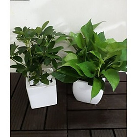 Combo Cây Trầu bà Ngũ Gia Bì Chậu Sứ Để Bàn Tặng Kèm Sỏi Trang Trí