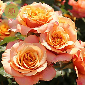 Mua Cây hoa hồng ngoại Lavilla Cotta (bụi) cam - Hoa hồng Thăng Long Flower