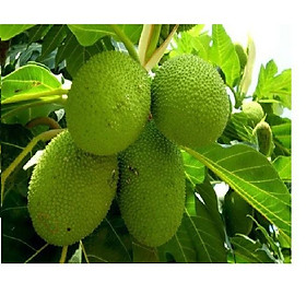 Mua Cây GIỐNG Sa kê