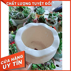 Chậu tráng men trồng cây Nhiều Người Mua