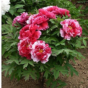 Hạt Giống Hoa Mẫu Đơn Mix - Peony Seeds Mix