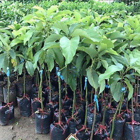 Mua Cây giống bơ 034   cây đẹp  giống chuẩn