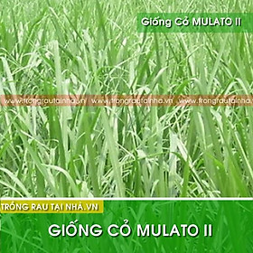 Mua Hạt giống cỏ Mulato II - Cỏ Sả Dinh Dưỡng (gói 200g)