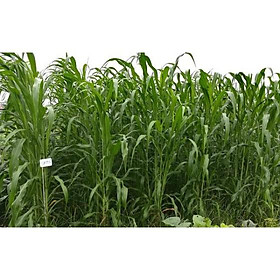 Hạt giống cỏ Sudan lai - Cỏ Cao Lương (gói 50g)- Hạt Giống Cỏ Chăn Nuôi Trâu-bò-dê-cừu-cá