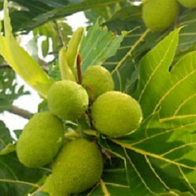 Cây giống SA KE m - cây to khỏe gửi bầu lớn