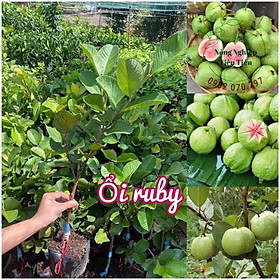 Cây giống ổi Ruby, giống ổi ruột đỏ độc lạ năng suất cao, cây giống nhập ngoại rất khỏe, ít sâu bệnh