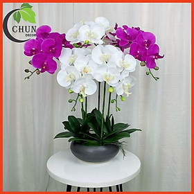 Chậu Lan Hồ Điệp Giả Cao 60cm Trang Trí Nhà Cửa, Cửa Hàng, Văn Phòng, Lớp Học CL5