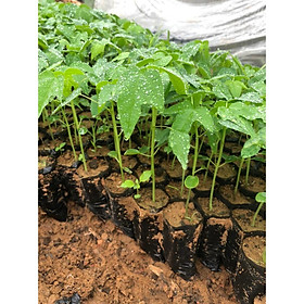 Mua CÂY GIỐNG HOA ĐU ĐỦ ĐỰC SIÊU HOA -BẦU RỄ CHẮC KHỎE